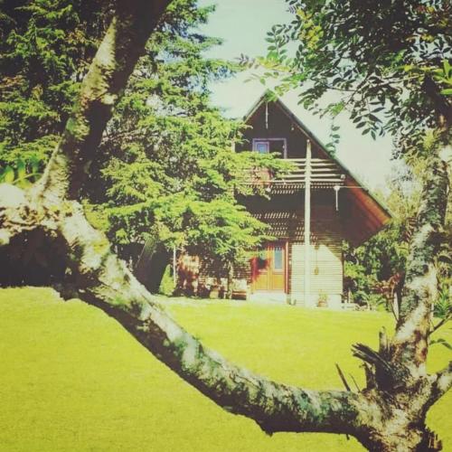 a tree branch in front of a house at CHALÉ ESTÂNCIA OURO VERDE in Lages
