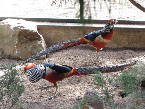 two peacocks walking in the dirt in a zoo at Quinta Sobral Prestige - Rustic House in Sobral de Monte Agraço