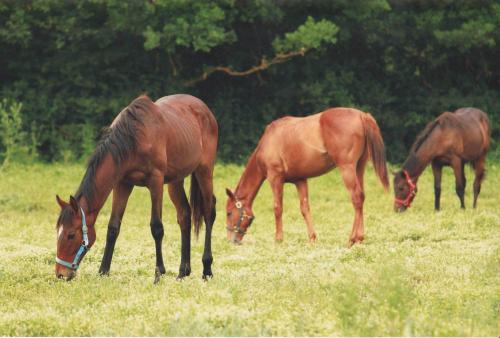 three horses grazing in a field of grass at Agriturismo La Selva in Siena