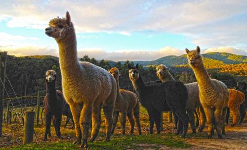 a group of llamas standing in a field at Valley Farm Vineyard Villas in Healesville