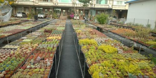 a greenhouse filled with many different types of plants at Beauty Chen's House in Tianwei
