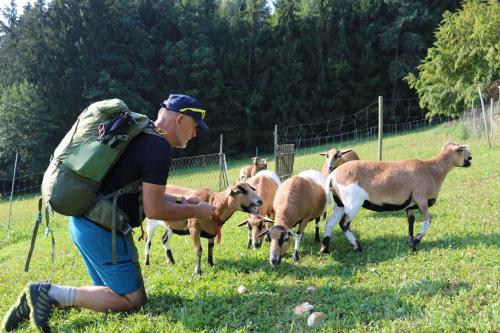a man in a field with a group of sheep at FerienAppartments Landhaus FühlDichWohl in Fehring