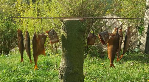 Zwierzęta w domku letniskowym lub w pobliżu