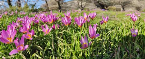 a field of purple flowers in a field of grass at Neos Omalos Hotel in Omalós