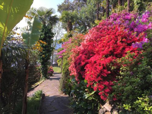 a row of colourful flowers in a garden at Hotel Garni Rivabella au Lac in Brissago