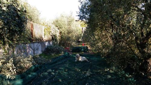 a dog sitting in the shade of a tree at B&B La Grola in San Martino Buon Albergo