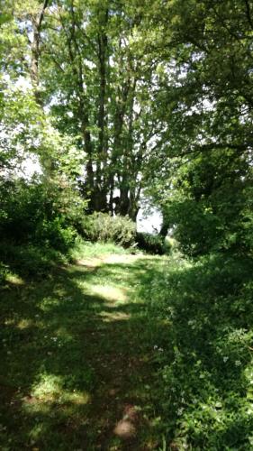 a path in a forest with trees and grass at La casita de Vanessa in Changé