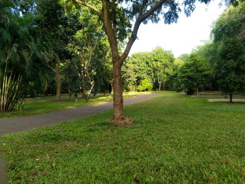 a tree in the grass next to a road at Oasis Tourist Park in Palmerston
