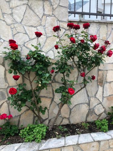 a bunch of red roses on a stone wall at Apartments Mrdak in Bar