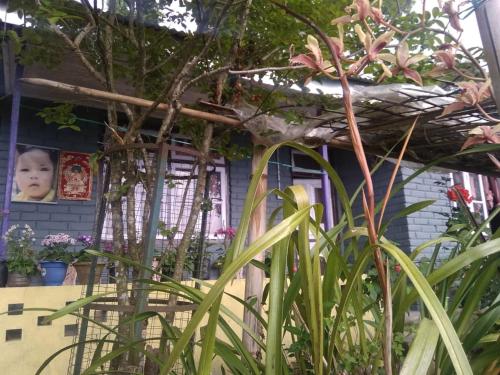 a baby looking out the window of a house at Vamoose Tragopan in Aritar