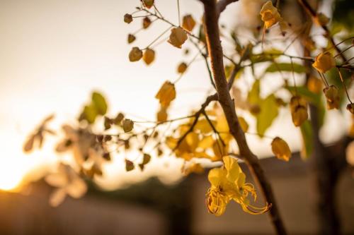 a close up of a tree with yellow flowers at Roukh Kiri Khaoyai, The Centara Collection in Pak Chong