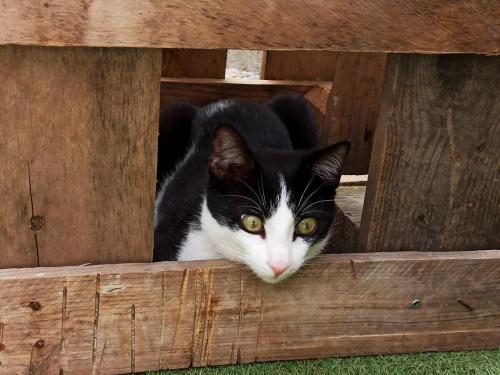 a black and white cat sitting in a wooden box at Can Cocollona in Girona