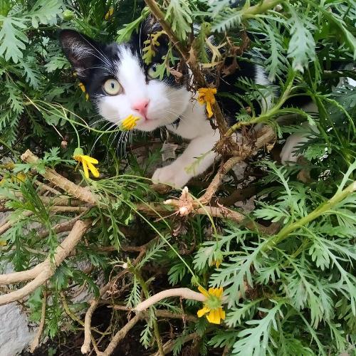 a black and white cat laying in a bush at Can Cocollona in Girona