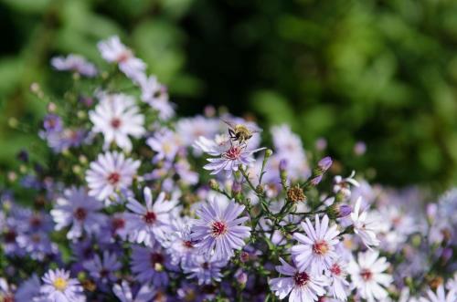 a bunch of purple flowers with a bee on them at Österlens Karlsgård in Löderup
