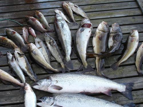 a bunch of fish sitting on a grill at Five-Bedroom Holiday home in Jelsa 2 in Jelsa