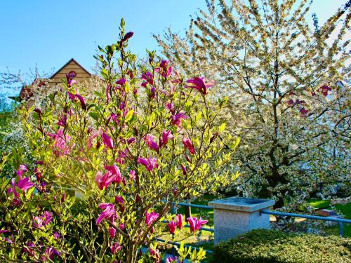 einen Busch mit rosa Blumen vor einem Gebäude in der Unterkunft Pension Kurhausblick in Bad Suderode
