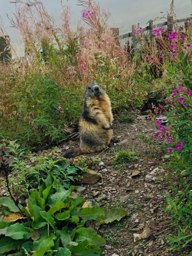 a bird sitting on the ground next to some flowers at Chez Gaby 1670 in Champoussin