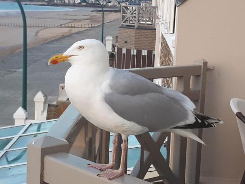 a seagull standing on a railing on a balcony at Hôtel Le Beaufort in Saint Malo