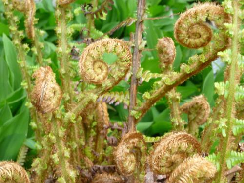 a close up of a plant with green leaves at Manoir de Boisairault in Le Coudray-Macouard