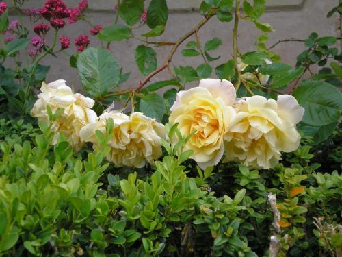 a group of yellow roses in a garden at Manoir de Boisairault in Le Coudray-Macouard