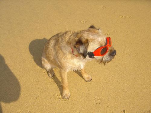 a dog with a toy in its mouth on the beach at Kilcamb Lodge Hotel in Strontian