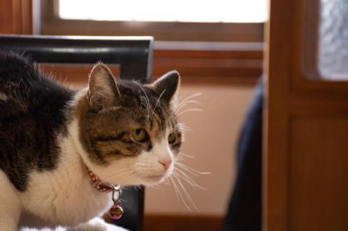 a cat wearing a collar looking at the camera at Guest Cafe Kuchikumano in Kamitondacho