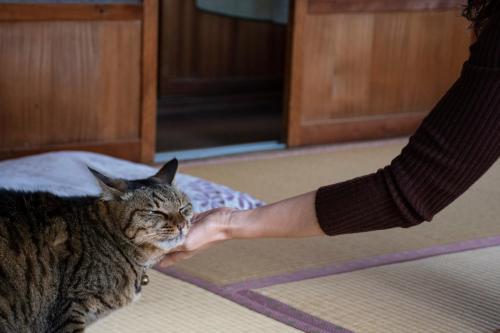 a person petting a cat on the floor at Guest Cafe Kuchikumano in Kamitondacho