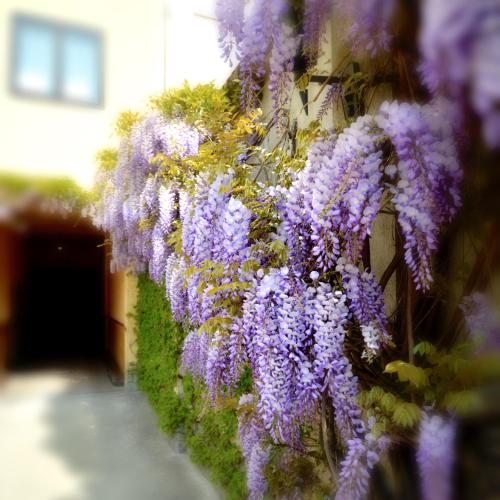 a bunch of purple flowers hanging on a wall at Astor Hotel in Turin