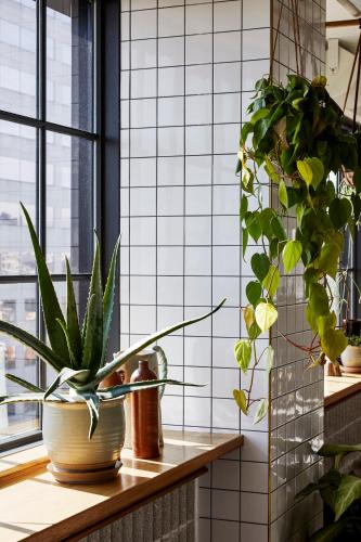 a group of plants sitting on a counter in a kitchen at The Hoxton, Portland in Portland