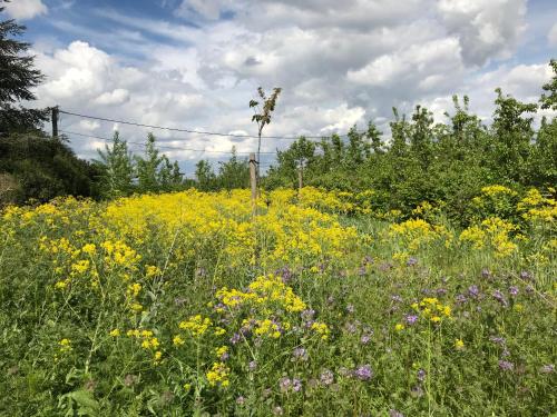 a field of flowers with a pole in the middle at De Notelaar in Kortessem