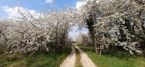 a dirt road with trees with white flowers on it at De Notelaar in Kortessem