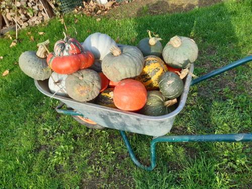 a wheelbarrow full of vegetables sitting on the grass at De Notelaar in Kortessem