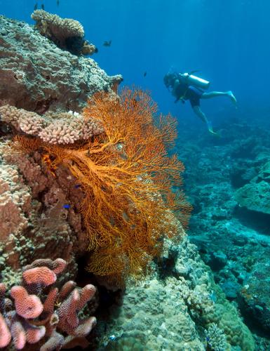 a person is swimming over a coral reef at Octopus Resort in Nalauwaki