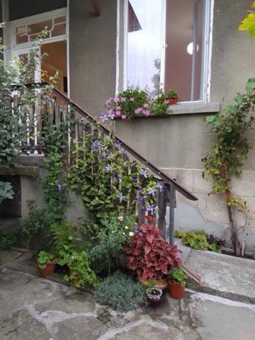 a bunch of plants on the side of a house at Къща Чалъкови in Tryavna