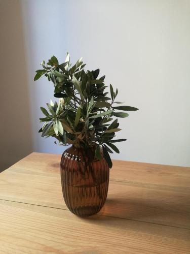 a plant in a vase sitting on a table at Hostal Blavet in Calaceite
