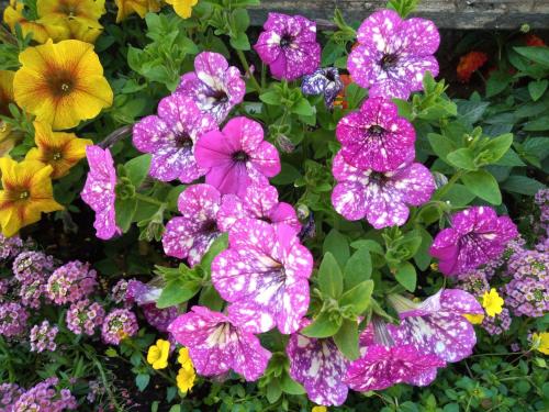 a bunch of colorful flowers in a garden at Ristorante Albergo Corona in Novi Ligure