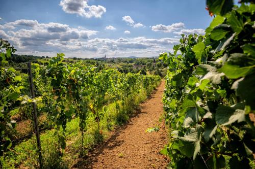a dirt path through a vineyard with green crops at Hotel Niemcza Wino & Spa in Niemcza