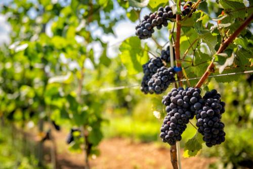 a bunch of black grapes hanging from a tree at Hotel Niemcza Wino & Spa in Niemcza
