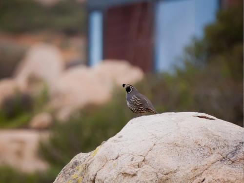 a small bird sitting on top of a rock at Encuentro Guadalupe in Valle de Guadalupe