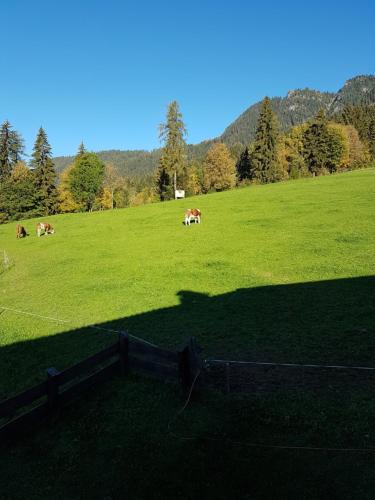 a group of cows grazing in a green field at Haus Theresia in Alpbach
