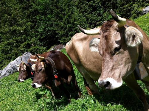 two cows are standing in a field of grass at Sam & Cindy Mühlemann in Interlaken