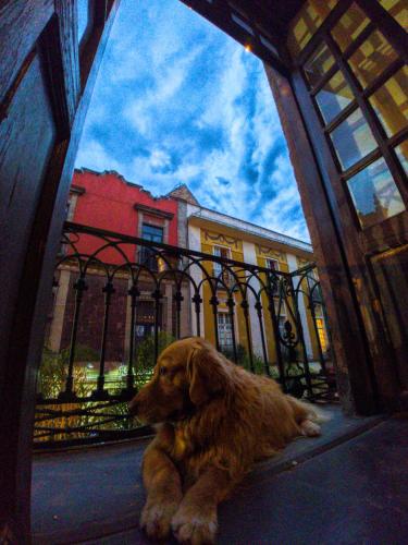 a dog laying on the ground in front of a window at Hostal Regina Down Town Mexico City in Mexico City