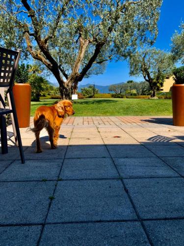 a brown dog standing next to a chair on a sidewalk at Ulivi Hotel & Residence in Paratico