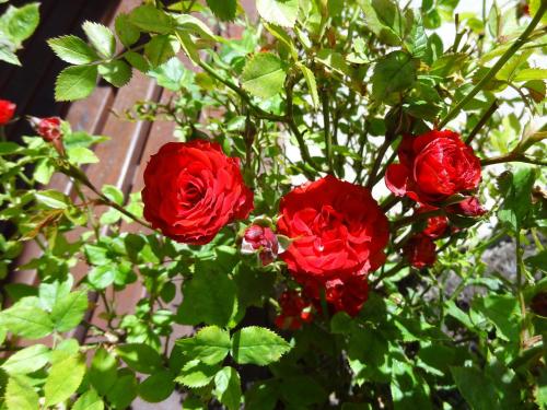 Jardín al aire libre en Cabañas de Nené Aparts