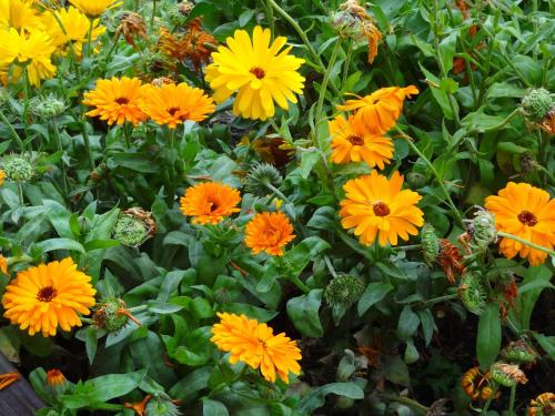 Jardín al aire libre en Cabañas de Nené Aparts