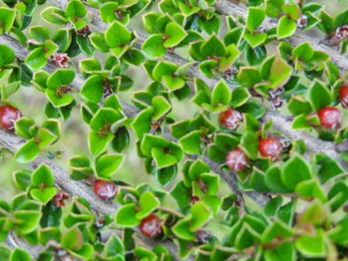 Jardín al aire libre en Cabañas de Nené Aparts