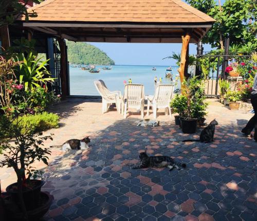 drei Katzen auf einer Terrasse mit Stühlen und dem Meer in der Unterkunft Dee Dee Sea Front in Ko Phi Phi