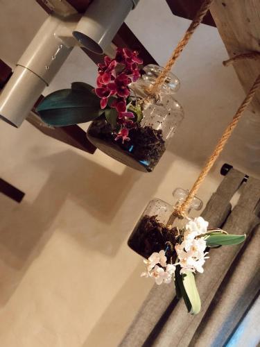 a plant in a vase hanging from a ceiling at Clockhouse Cottage in Saulkrasti