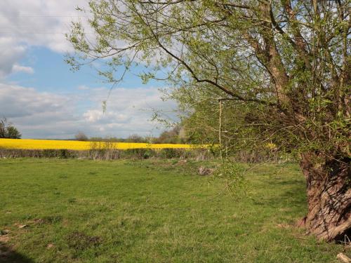 a field with a tree and a field of yellow flowers at Granary 1 in Hereford