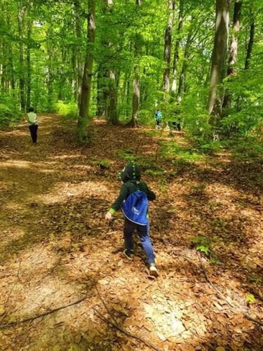 a young child walking in the woods at Pensiunea Agroturistică Piscul Soarelui in Cîmpulung